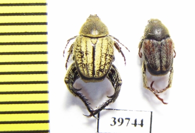 Hopliini sp., pair  South Africa Rep. - INSECTS-STORE.RU