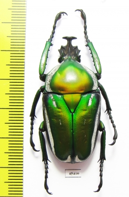 Dicronorrhina derbyana Zambia - INSECTS-STORE.RU