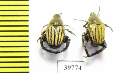 Hopliini sp.  South Africa Rep. - INSECTS-STORE.RU