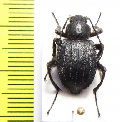 Allotadzhikistania comata  Tajikistan - INSECTS-STORE.RU