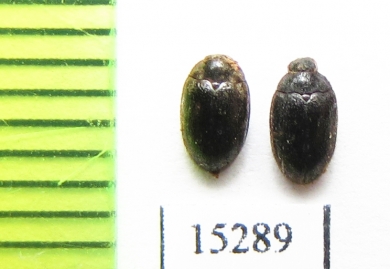 Biphyllidae sp.  Indonesia, Kalimantan - INSECTS-STORE.RU