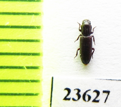 Pycnomerus sp.  Peru - INSECTS-STORE.RU