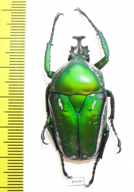 Dicronorrhina derbyana Zambia - INSECTS-STORE.RU