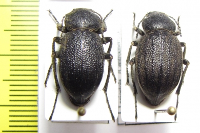 Lasiostola mollis, pair  Uzbekistan - INSECTS-STORE.RU