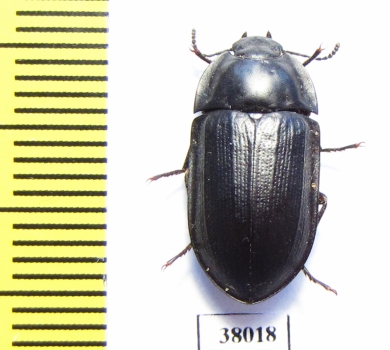 Tenebrionidae sp.  Australia - INSECTS-STORE.RU