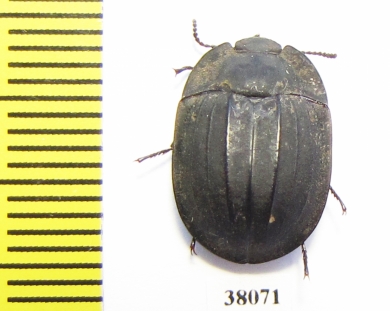 Tenebrionidae sp.  Australia - INSECTS-STORE.RU