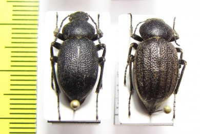 Lasiostola mollis, pair  Uzbekistan - INSECTS-STORE.RU