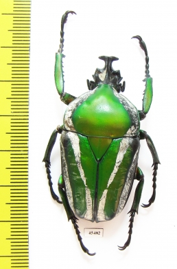 Dicronorrhina derbyana Zambia - INSECTS-STORE.RU