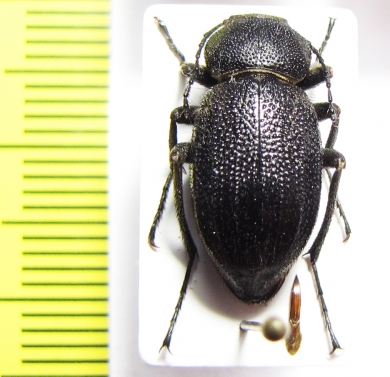 Lasiostola mollis  Uzbekistan - INSECTS-STORE.RU