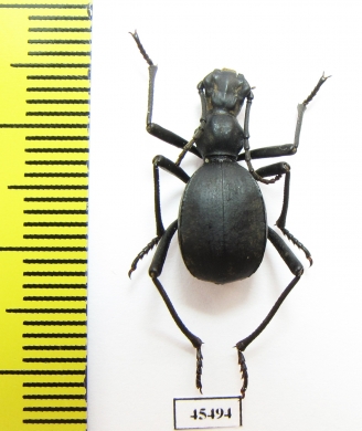 Leptoderis collaris  Spain - INSECTS-STORE.RU