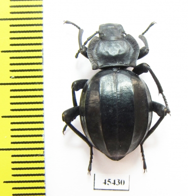 Akis lusitanica  Spain - INSECTS-STORE.RU