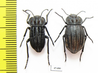 Alphasida lopezi, pair  Spain - INSECTS-STORE.RU