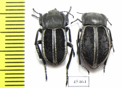 Betasida argenteolimbata, pair  Spain - INSECTS-STORE.RU