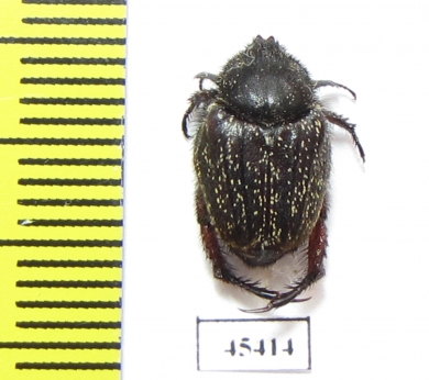 Hopliini sp.  South Africa Rep. - INSECTS-STORE.RU