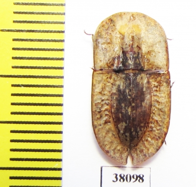 Cossyphus sp.  Kenya - INSECTS-STORE.RU