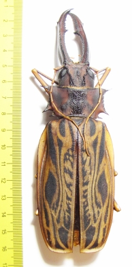 Macrodontia cervicornis, male  Peru 151mm (27500���) - INSECTS-STORE.RU