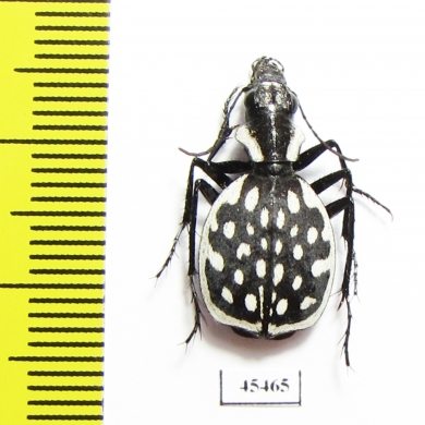 Graphipterus serrator  Morocco - INSECTS-STORE.RU