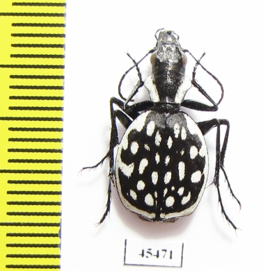 Graphipterus serrator  Morocco - INSECTS-STORE.RU