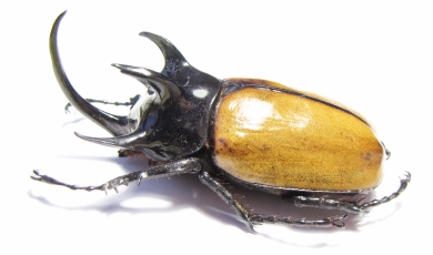 Eupatorus gracilicornis  Thailand  78mm - INSECTS-STORE.RU