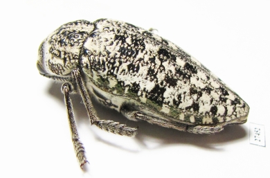 Julodis speculifer monstrosa  Iran, Busher prov. - INSECTS-STORE.RU