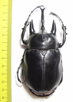 Megasoma actaeon  Peru  103mm  (9000���) - INSECTS-STORE.RU
