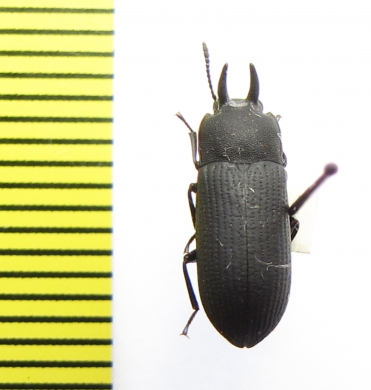 Cryphaeus sp.  India, Uttarakhand - INSECTS-STORE.RU