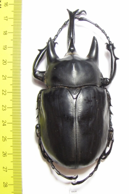 Megasoma actaeon  Peru  99mm  (8000���) - INSECTS-STORE.RU