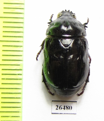 Parastasia sp.  Malaysia, Borneo - INSECTS-STORE.RU