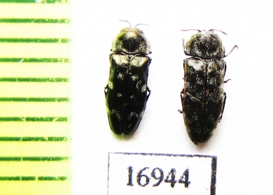 Coraebus sp.  Laos - INSECTS-STORE.RU