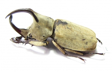 Spodistes monzoni, male  Mexico 40mm - INSECTS-STORE.RU