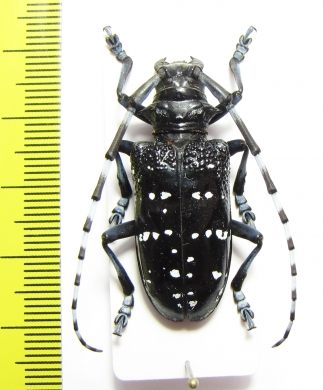 Anoplophora chinensis  China - INSECTS-STORE.RU
