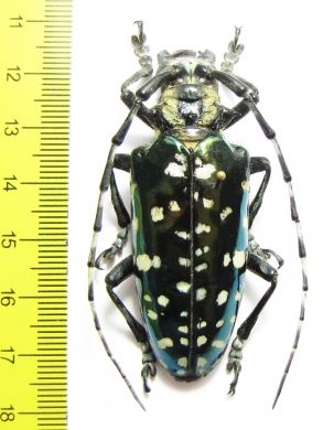 Anoplophora solii  Thailand  59mm - INSECTS-STORE.RU