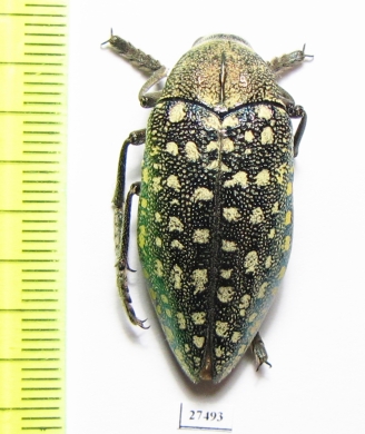 Julodis variolaris brendelli  Iran, Sistan prov. - INSECTS-STORE.RU