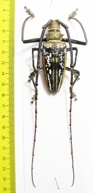 Batocera wallacei  Papua New Guinea  67mm  - INSECTS-STORE.RU