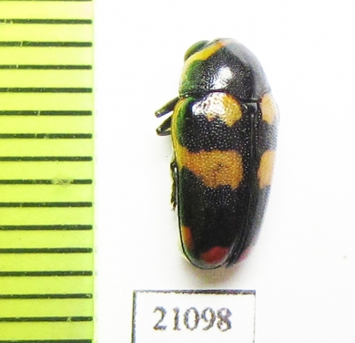 Chrysomelidae sp.  Zambia - INSECTS-STORE.RU