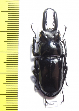 Pseudorhaetulus sinicus concolor  Taiwan - INSECTS-STORE.RU