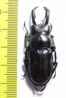 Pseudorhaetulus sinicus concolor  Taiwan - INSECTS-STORE.RU