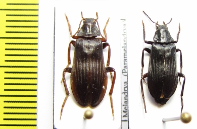 Melandrya dubia  Russia, Tver reg. - INSECTS-STORE.RU