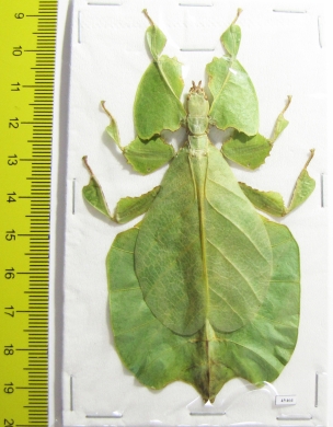 Phyllium pulchrifolium, female  Indonesia, Java - INSECTS-STORE.RU