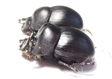 Catharsius sp., pair  Zambia - INSECTS-STORE.RU