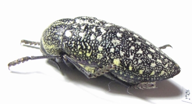 Julodis euphratica euphratica  Oman - INSECTS-STORE.RU