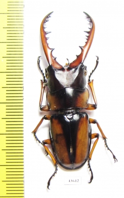 Prosopocoilus savagei  Cameroon - INSECTS-STORE.RU