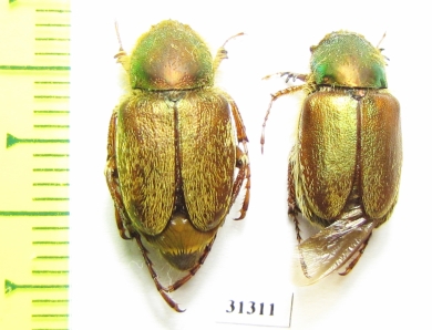 Glaphyrus turkestanicus, pair  Uzbekistan - INSECTS-STORE.RU