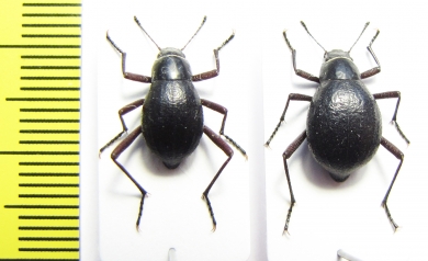 Cauricara brunnipes, pair  Namibia - INSECTS-STORE.RU