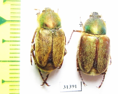 Glaphyrus turkestanicus, pair  Uzbekistan - INSECTS-STORE.RU