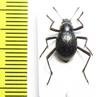 Cauricara brunnipes  Namibia - INSECTS-STORE.RU