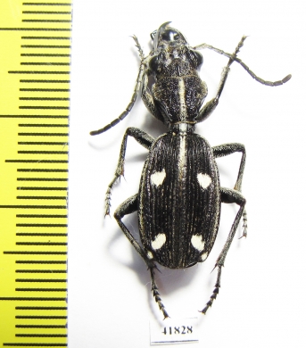 Anthia ? pulcherrima  Zambia - INSECTS-STORE.RU