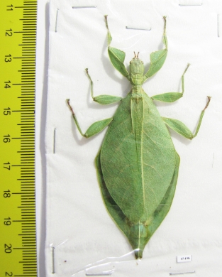 Phyllium jacobsoni, female  Indonesia, Sumatra - INSECTS-STORE.RU