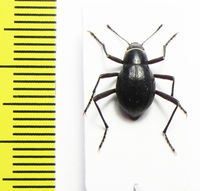 Cauricara brunnipes  Namibia - INSECTS-STORE.RU