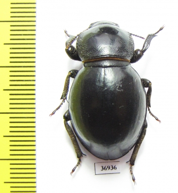 Tenebrionidae sp.  South Africa Rep. - INSECTS-STORE.RU